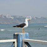 Lima Adventure Awaits: Your Comprehensive Travel Guide to Culture, Cuisine, and Must-See Sights